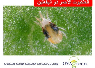 العنكبوت الأحمر ذو البقعتين